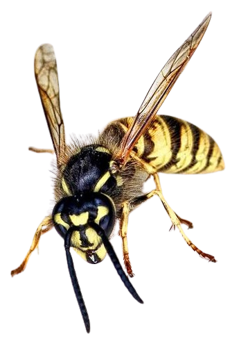 Gemeine Wespe