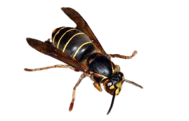 Mittlere Wespe
