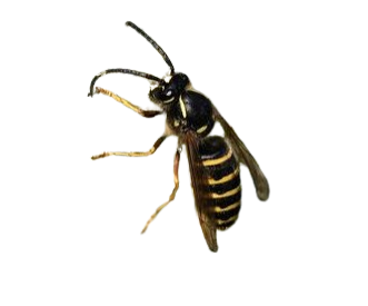 Sächsische Wespe
