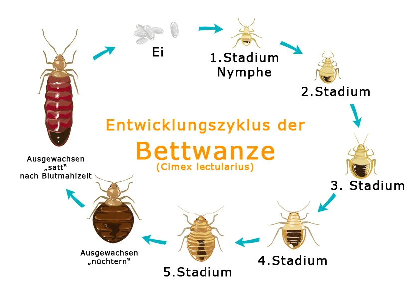 Entwicklungszyklus der Bettwanze